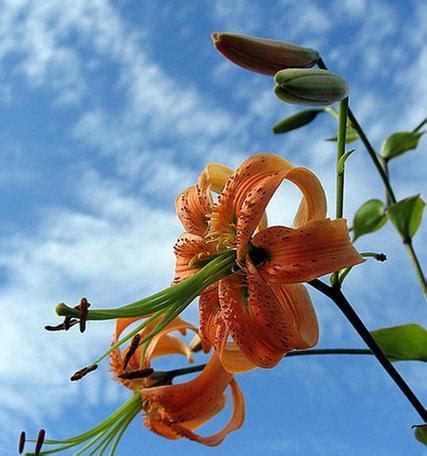 百合花风水|百合花的象征与风水寓意（揭秘百合花的秘密与意义）…